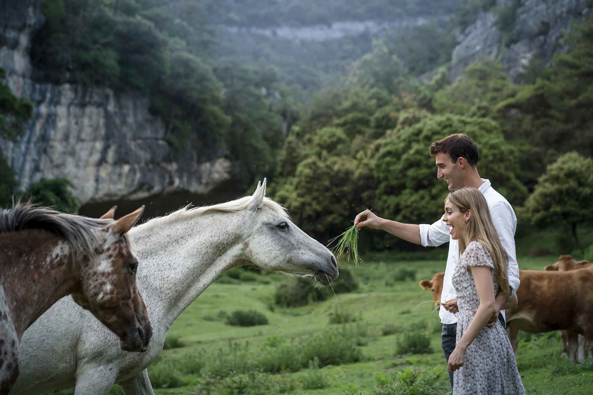 novios alimentan a un caballo en preboda